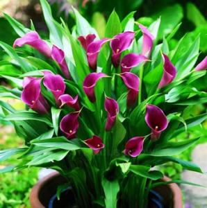 马蹄莲开花技术,让马蹄莲爆盆式开花