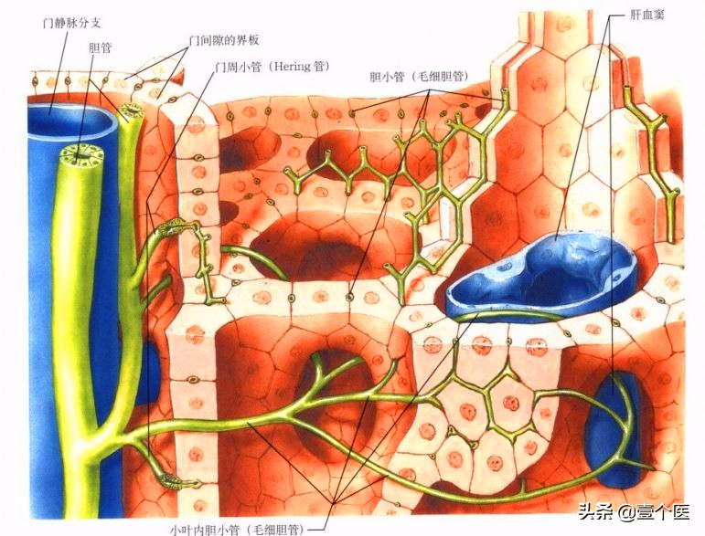 肝胆相照科普,胆囊肝胆相照