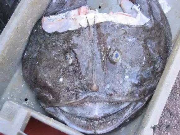 海南渔民整理的海鲜大全,渔民海鲜介绍