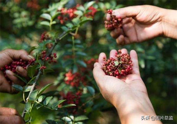 韩城摘花椒人工采摘多少钱一斤 (韩城采摘花椒最新联系方式)