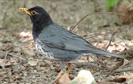 广东常见鸟类图谱和名称图文,东江揽胜鸟类