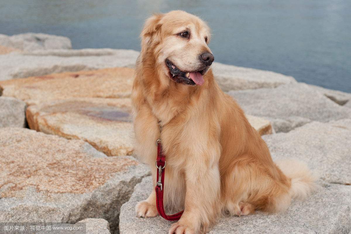 养金毛犬是笼子好还是围栏好,养金毛养公的好还是母的好