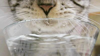 猫咪喝水碗里有红色蠕动虫子,猫咪喝水碗里有小黑虫