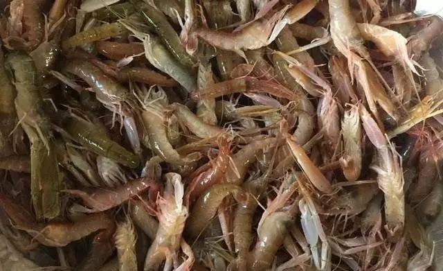 荣成最正宗的海鲜,荣成的小海鲜都有啥