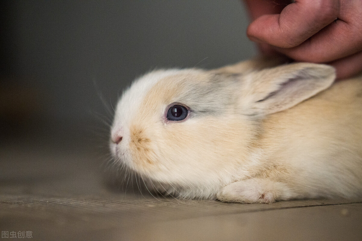 兔子耳道内真菌感染,专治兔子真菌的药