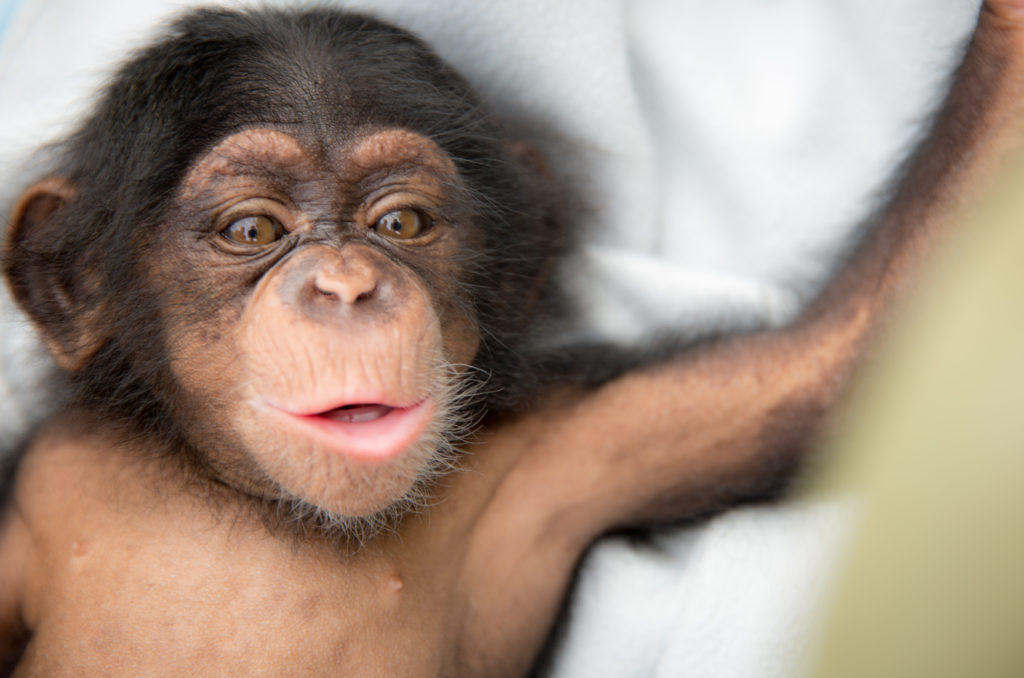 人的眼睛在动物界的水平,人的视力在动物界排名