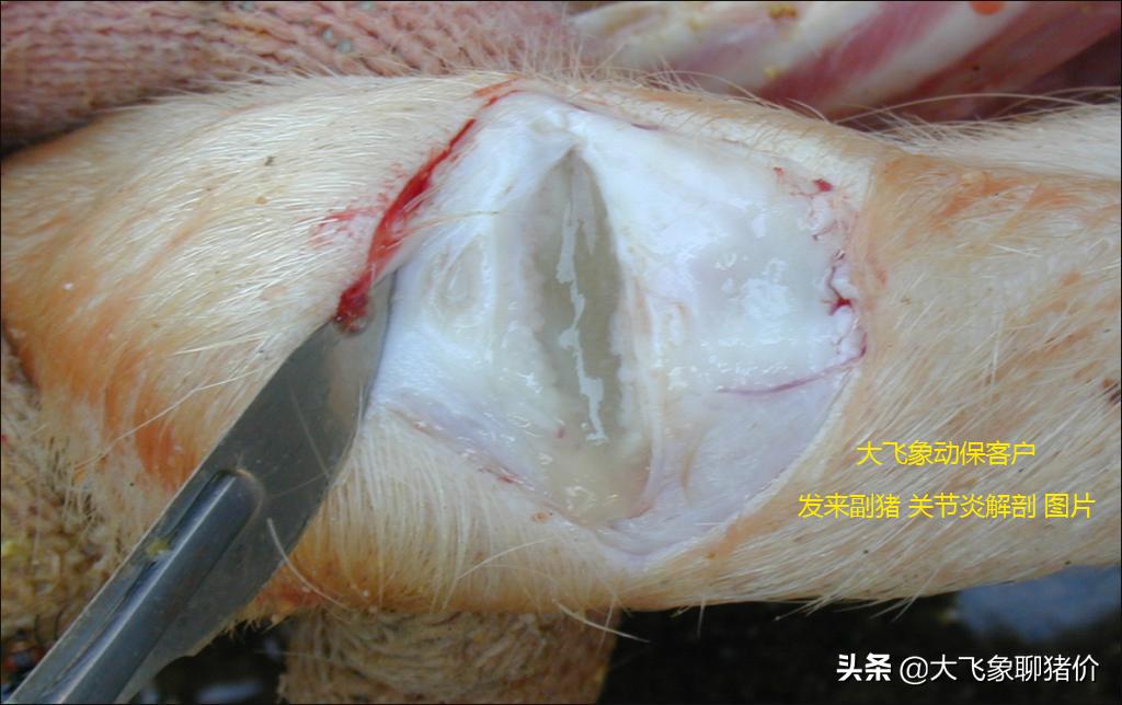 保育猪常见疾病及治疗,保育猪常见疾病和防治