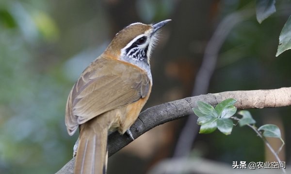 黄鹂鸟也能人工饲养吗？黄鹂鸟吃什么食物？黄鹂鸟养殖日常管理