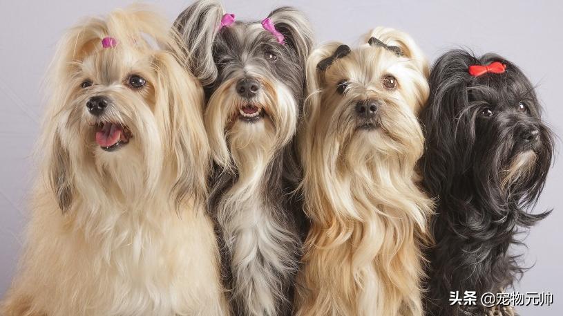 可爱小型犬品种大全排名,世界上最可爱的小型犬