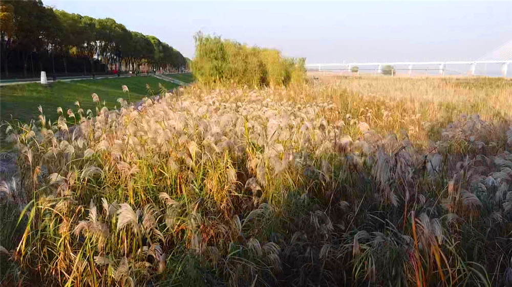 汉口江滩四期向游客开放,武汉打卡江滩公园