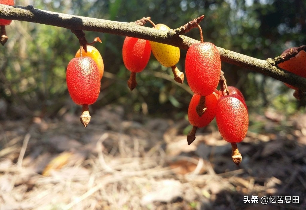 乡村野草集（03）之羊*子奶**