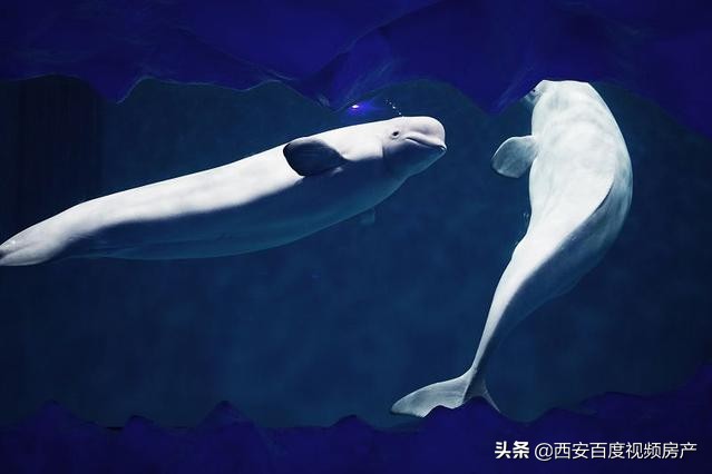 在西安买一套花园洋房多少钱,西安花园洋房值得购买吗