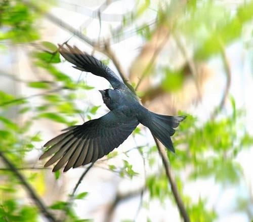 有模仿能力的鸟有哪些,一种鸟模仿70多种声音