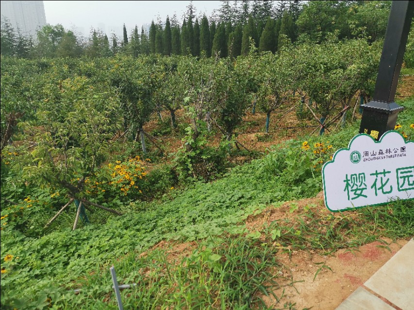 周山森林体育公园,周山公园步道