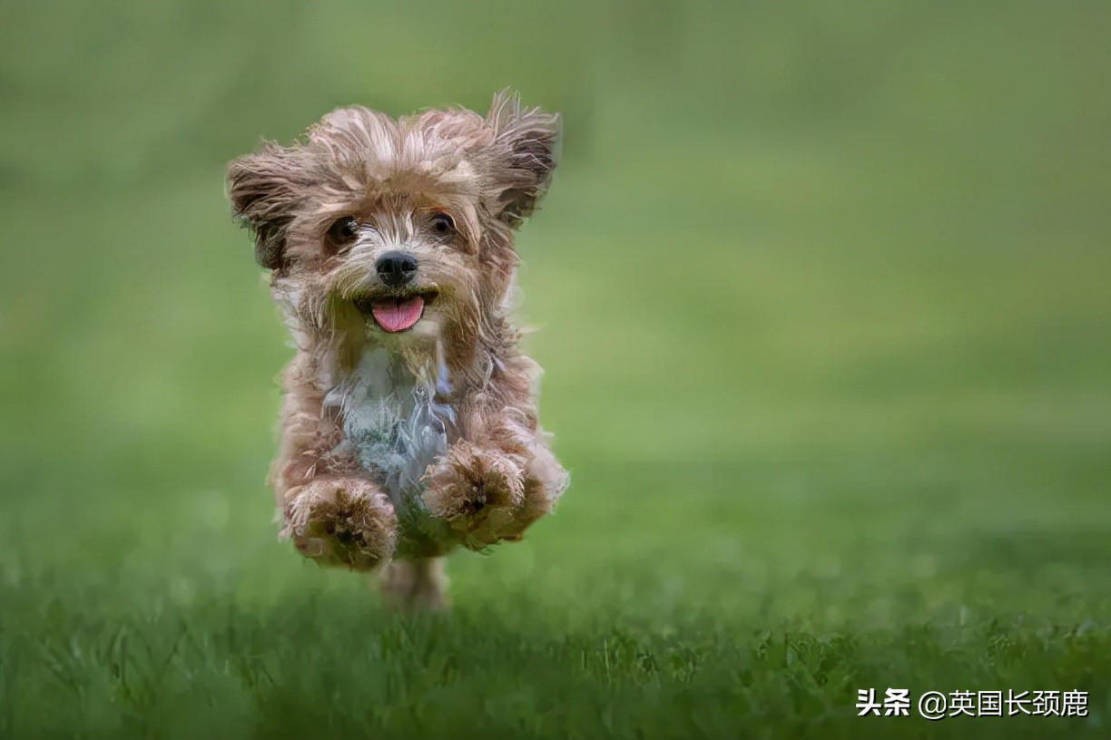 羊驼忧郁症,羊驼抑郁症治疗