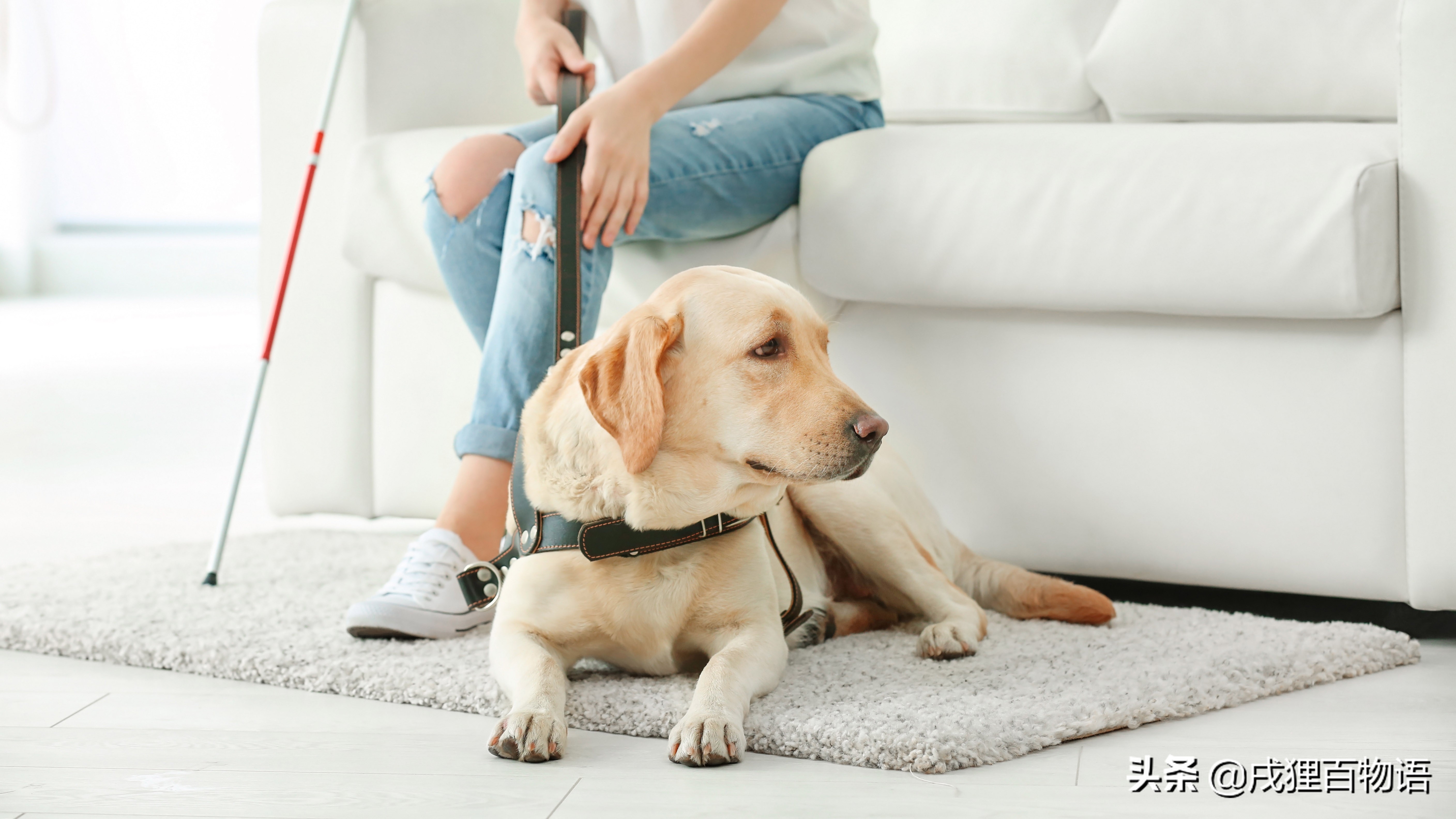 狗肘子毛磨没了还会长吗,狗啃肘子