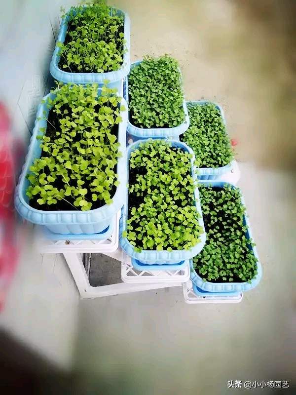 阳台种植蔬菜的方法和技巧 (阳台种植蔬菜的方法和技巧省空间)