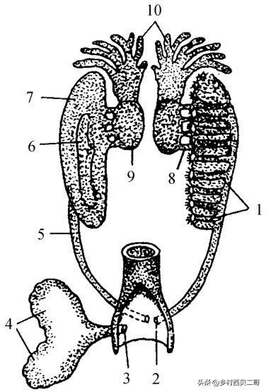 牛蛙的养殖技术及方法简介,牛蛙养殖的最新技术