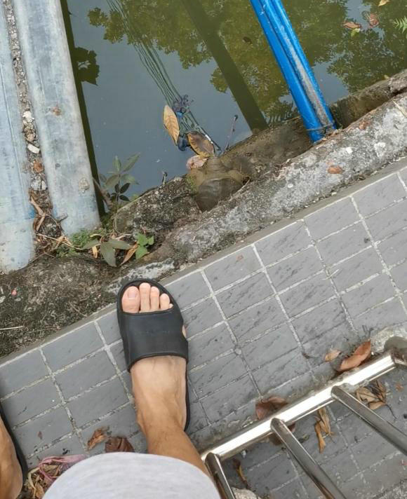 生态稻田大甲鱼,野生甲鱼在哪里栖息