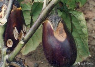 茄子褐纹病属于高温高湿病害,茄子褐纹病对茎的影响