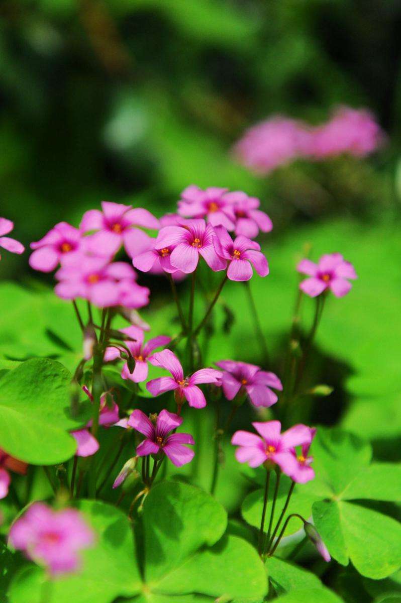 白花三叶草开花图片,开花三叶草浓密款