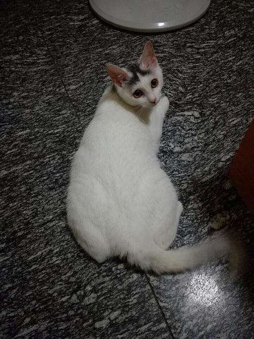 中华田园猫古代名称图鉴,古代人怎么挑选猫