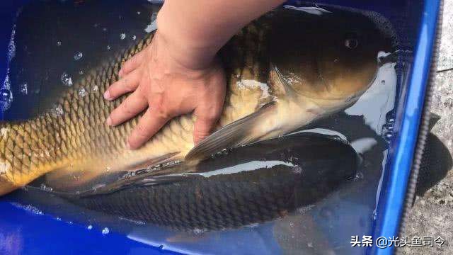 阿魏秘诱小药野钓效果咋样,野钓鲫鱼用什么小药最合适