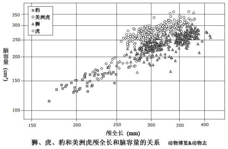 猫科动物辟谣,狮子老虎和猫智力差距