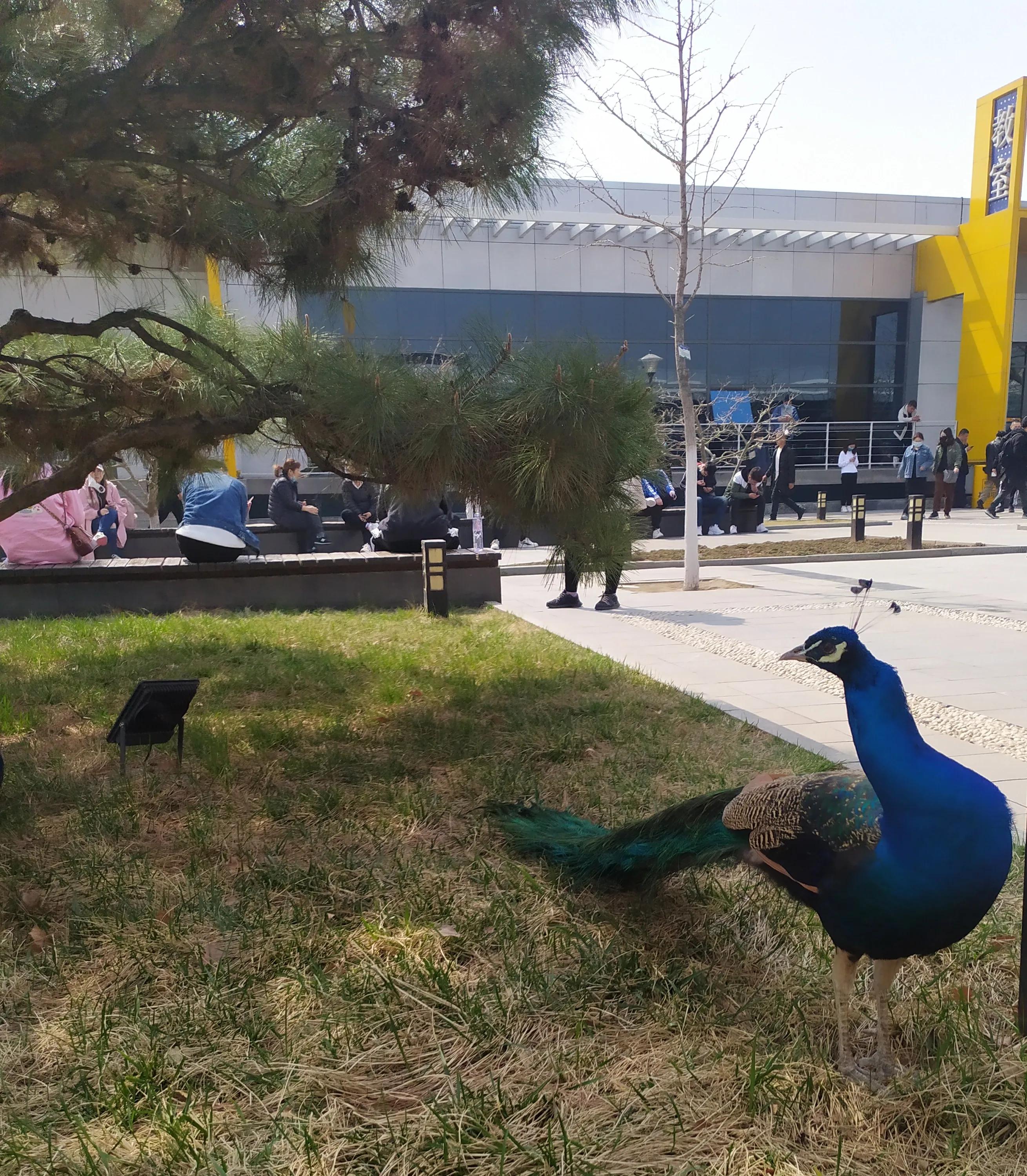 东方时尚驾校微博,东方时尚驾校相关视频