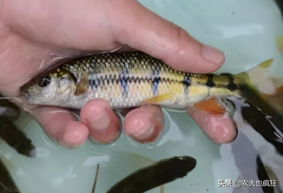 对水质要求极高的野生鱼,对水质要求高的野生淡水鱼