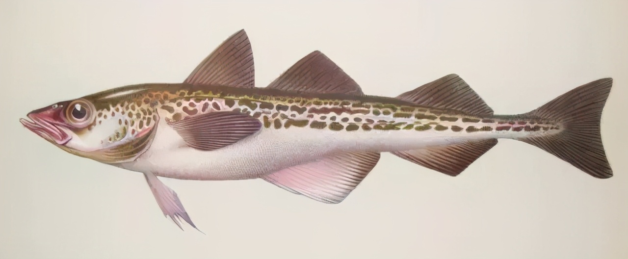 一篇文告诉你明太子究竟是什么？