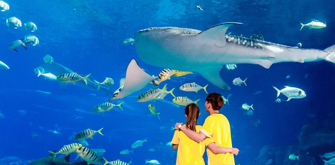 珠海长隆六月游玩攻略,春节去珠海长隆海洋王国好玩吗