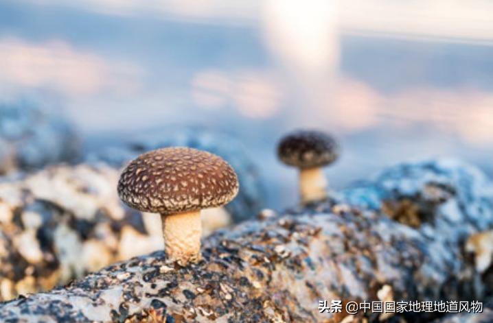 灵寿县蘑菇,灵寿蘑菇