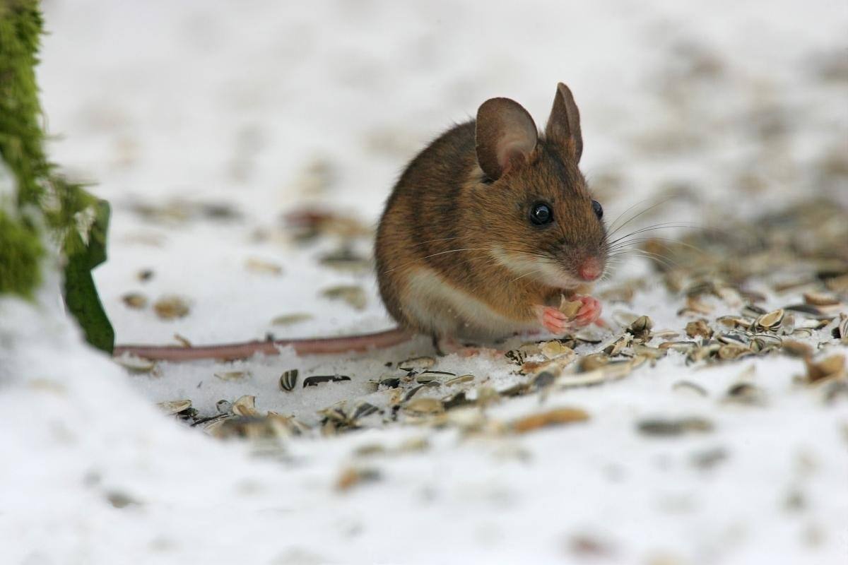 世界上寿命最长的十种哺乳动物,远古时期灭绝的哺乳动物大全