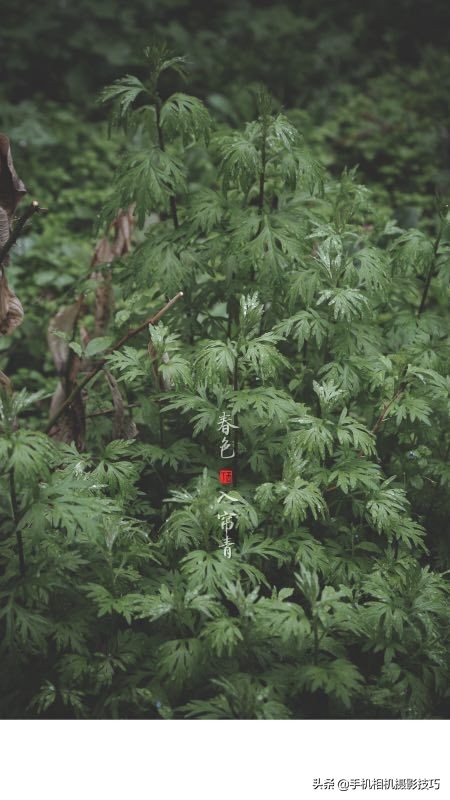 拍花小技巧怎样拍出好看的照片,如何拍花拍出意境