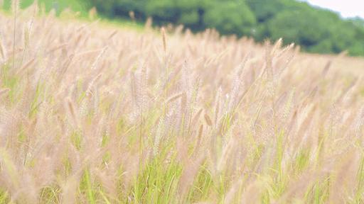 深圳花海公园地址在哪里,深圳中心河公园花海