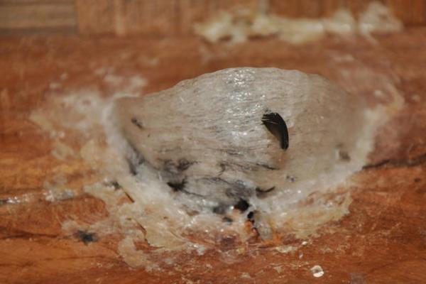 老燕窝和新燕窝什么燕窝价值最高,干燕窝即食燕窝鲜炖燕窝的区别