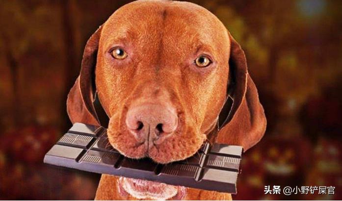 救命狗,小土狗吃了巧克力怎么办