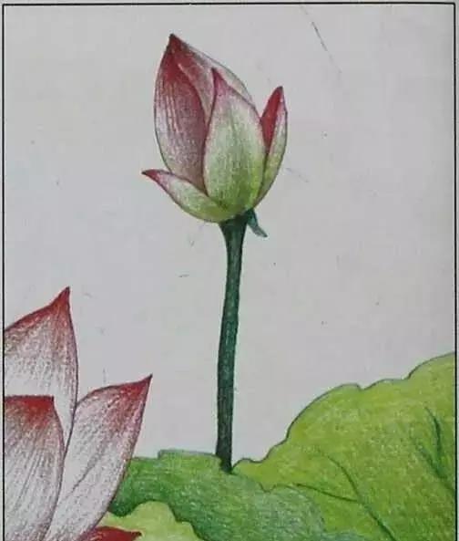 画荷塘与荷花,画一张美丽的荷塘画