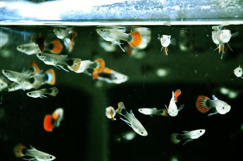 关于孔雀鱼的饲养知识大全,孔雀鱼如何养才能减少死亡率