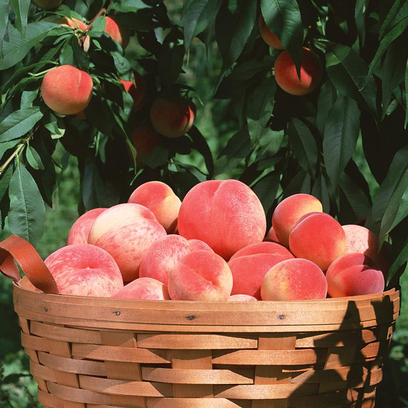 芒种节气适合吃什么水果,芒种吃啥水果