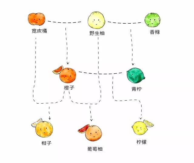 柑橘家族有哪些,柑橘家族砂糖橘