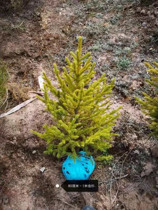 挪威云杉夏天怎么养,挪威云杉温和净肤