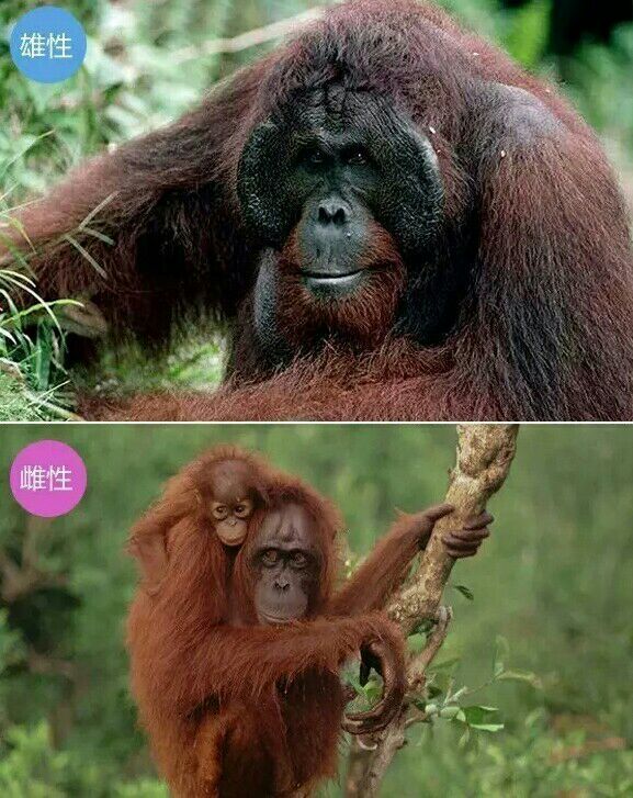 动物大猩猩深度解析,人科动物图谱