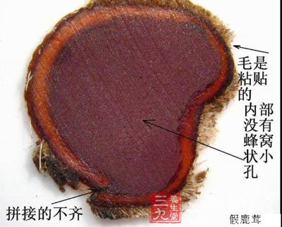 中药材鹿茸功效,中药材鹿茸菌的价格