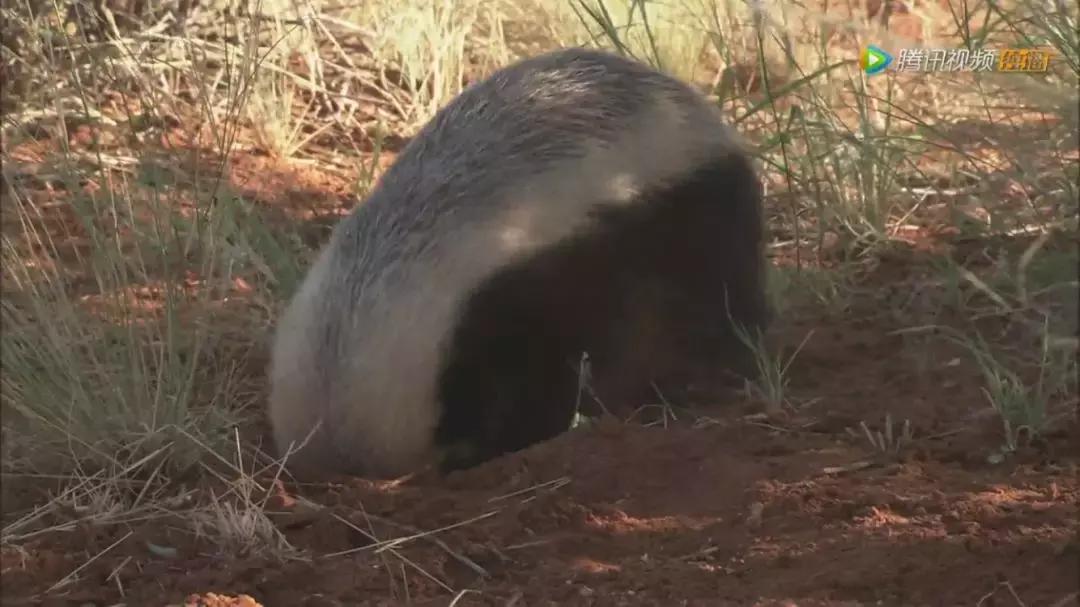 跟狮子抢肉，怼非洲鬣狗，看硬核“平头姐”成长史！