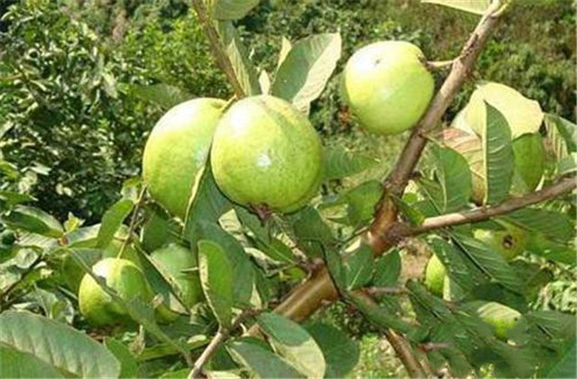 番石榴种植与管理技术和注意事项,番石榴种植技术和管理方法