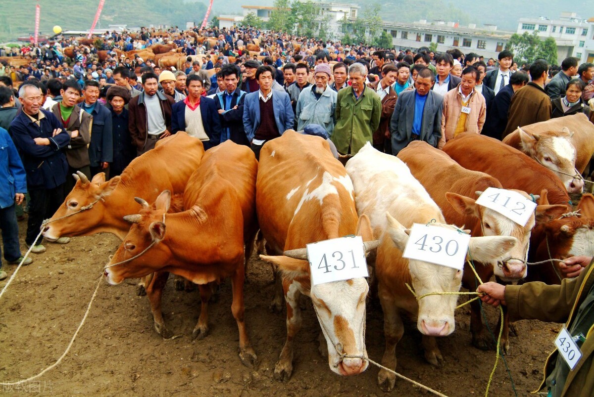 买牛被坑的全过程,买牛套路有哪些