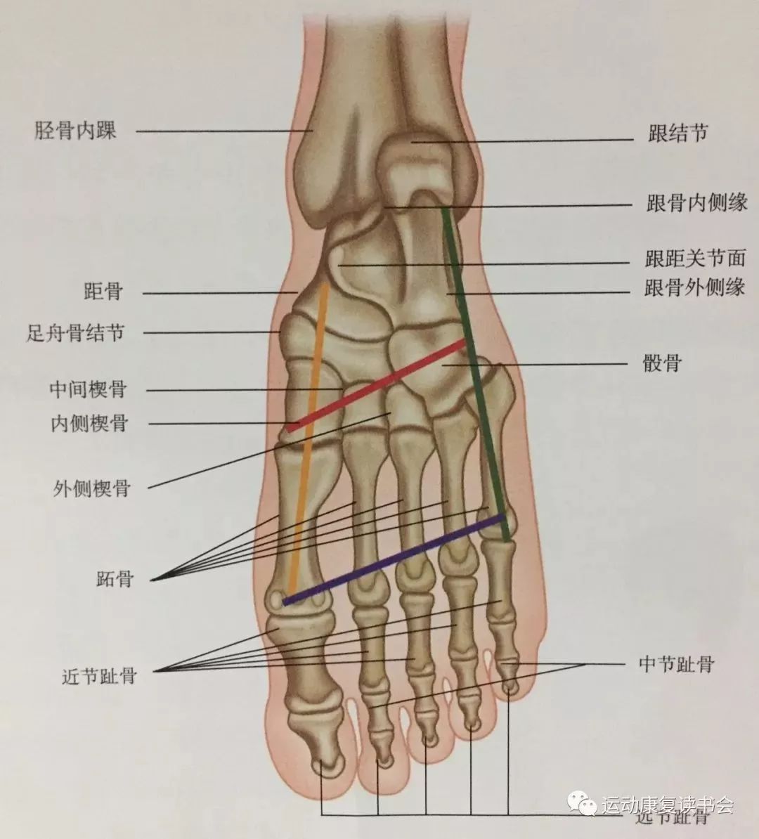穿软底鞋会足弓塌陷吗,单侧足弓塌陷锻炼方法