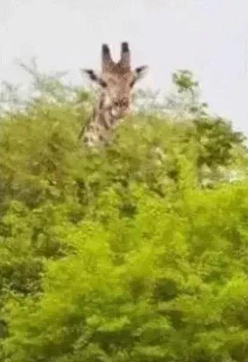 天气暖和后毛发黄,天气热毛会变少吗